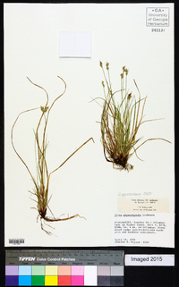 Carex physorhyncha image