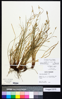 Carex albicans var. australis image