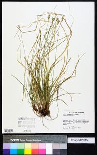 Carex albicans var. emmonsii image