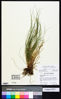 Carex albicans var. emmonsii image