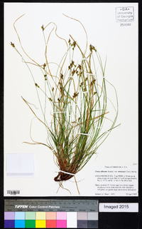 Carex albicans var. emmonsii image