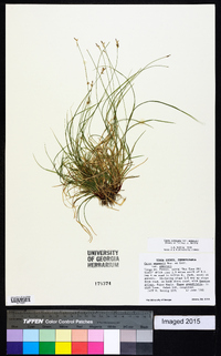 Carex albicans var. emmonsii image