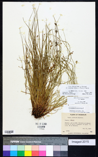 Carex albicans var. emmonsii image