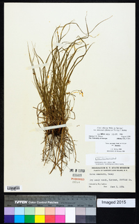 Carex albicans var. emmonsii image