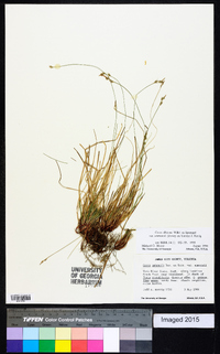 Carex albicans var. emmonsii image