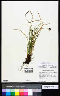 Carex albicans var. emmonsii image