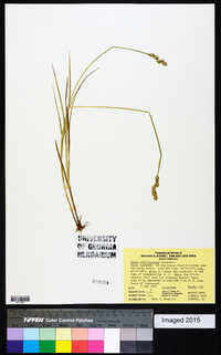 Carex albolutescens image