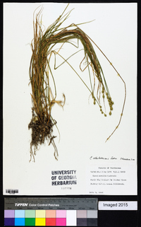 Carex albolutescens image