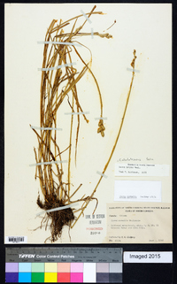 Carex albolutescens image