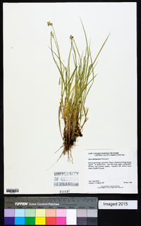 Carex albolutescens image