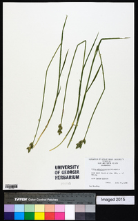 Carex albolutescens image