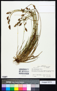 Carex albolutescens image