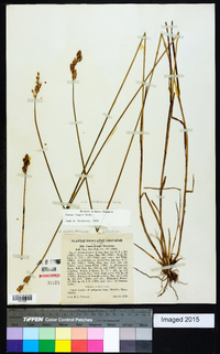 Carex albolutescens image