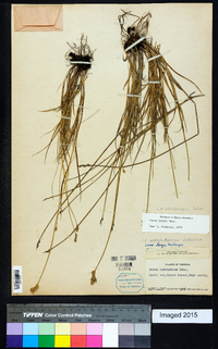 Carex albolutescens image