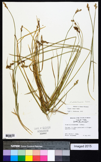 Carex albolutescens image