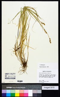 Carex albolutescens image