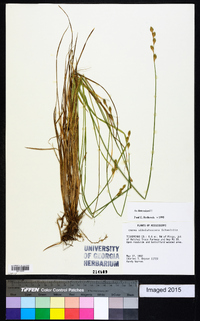 Carex albolutescens image