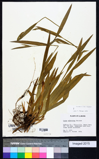 Carex albursina image