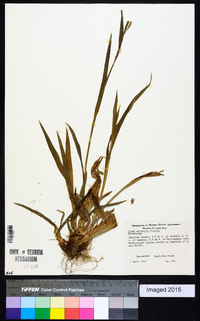 Carex albursina image