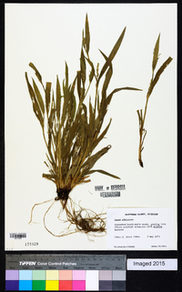 Carex albursina image