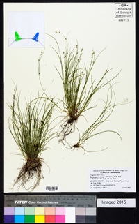 Carex appalachica image