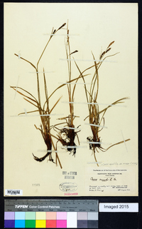 Carex aquatilis var. minor image