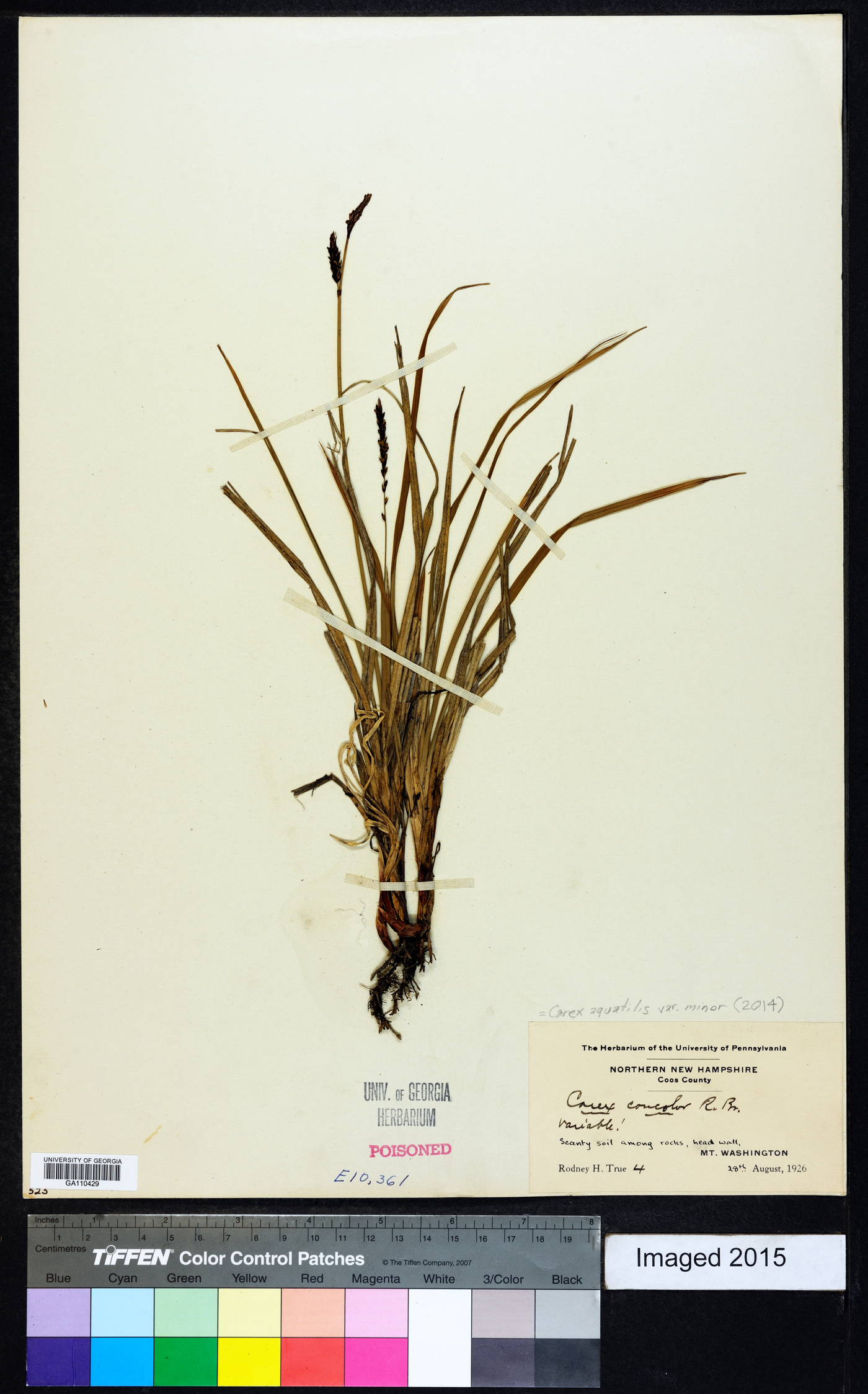 Carex aquatilis var. minor image