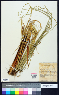 Carex aquatilis var. substricta image