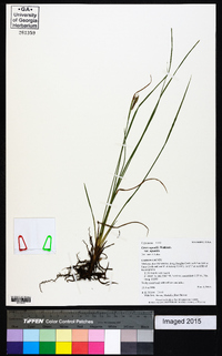 Carex aquatilis var. aquatilis image