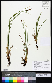 Carex aquatilis var. aquatilis image