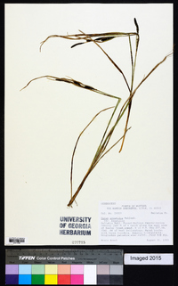 Carex aquatilis var. aquatilis image