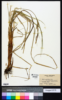 Carex aquatilis var. substricta image