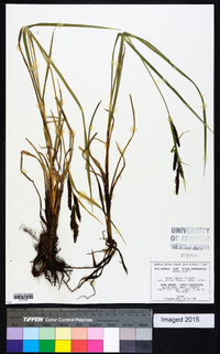 Carex aquatilis var. aquatilis image