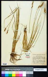 Carex arcta image