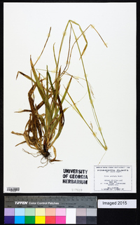 Carex arctata image