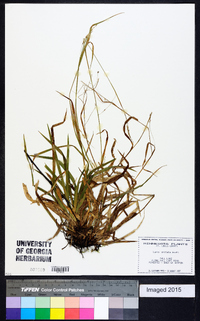 Carex arctata image