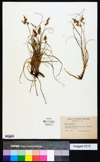 Carex arenaria image