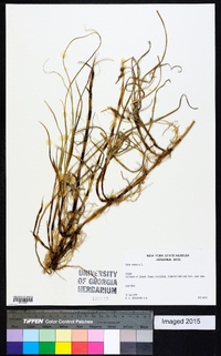 Carex arenaria image