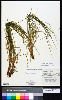 Carex atlantica subsp. atlantica image