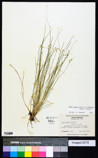 Carex atlantica subsp. capillacea image