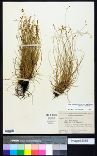 Carex atlantica subsp. capillacea image