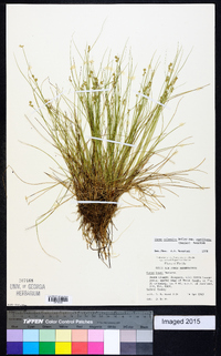 Carex atlantica subsp. capillacea image