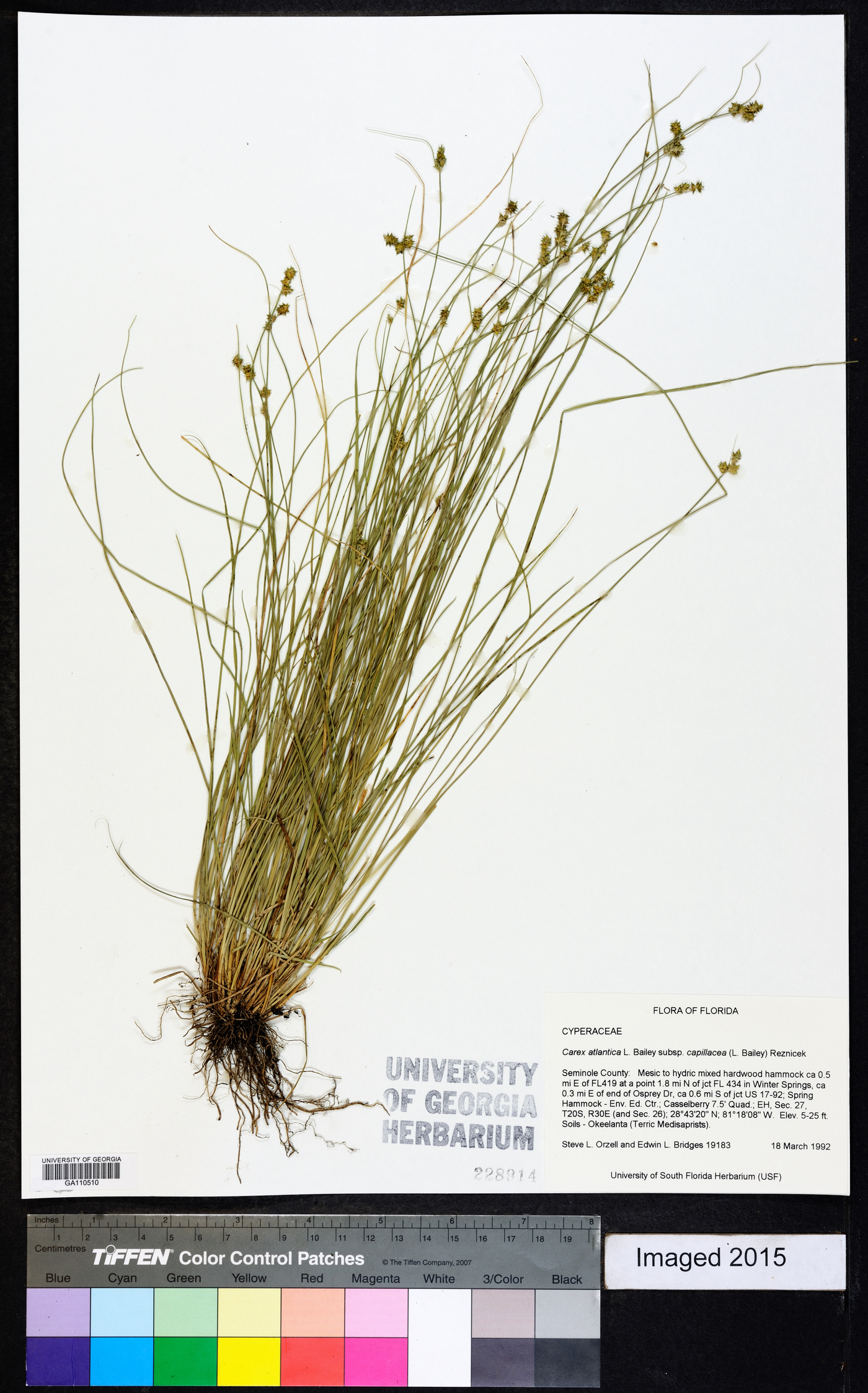 Carex atlantica subsp. capillacea image