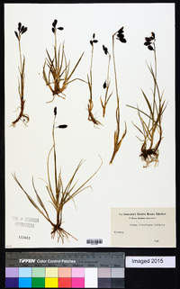 Carex atrofusca image