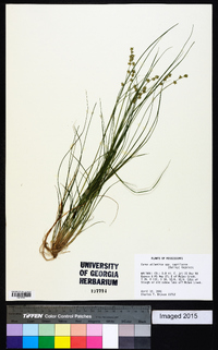 Carex atlantica subsp. capillacea image