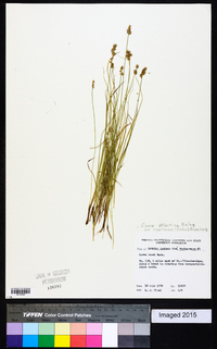 Carex atlantica subsp. capillacea image