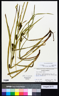 Carex aureolensis image