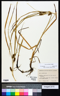 Carex aureolensis image