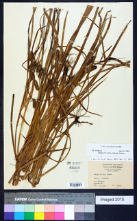 Carex aureolensis image