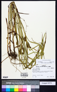 Carex aureolensis image